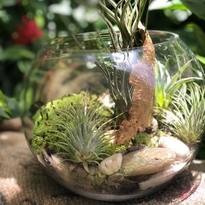 Mini garden in vitro